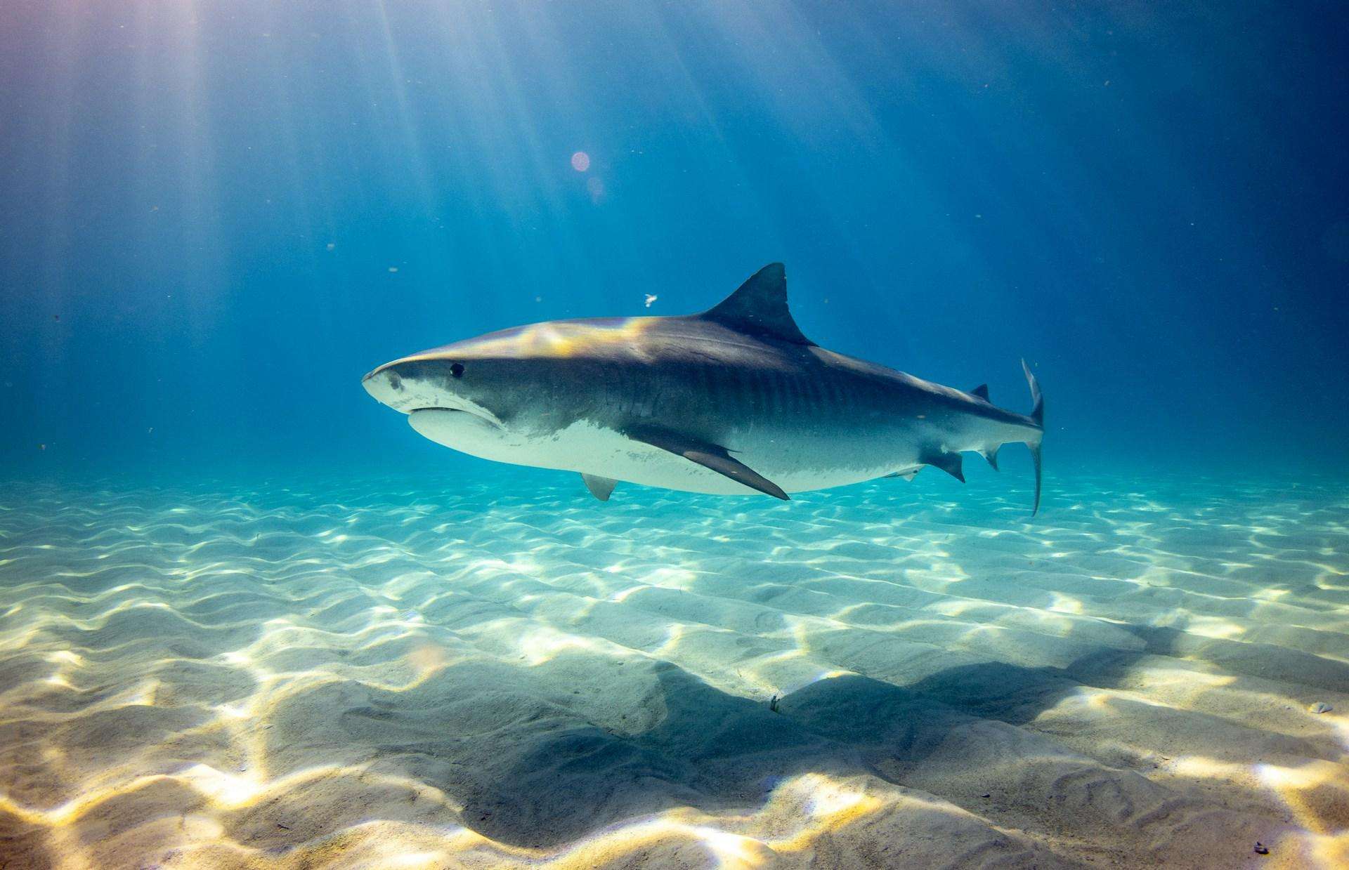 Shark swimming in the ocean